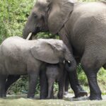 Forest Elephant Trackers in Bwindi