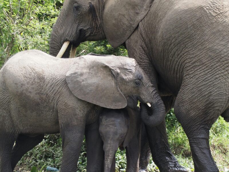 Forest Elephant Trackers in Bwindi