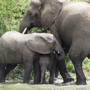 Forest Elephant Trackers in Bwindi