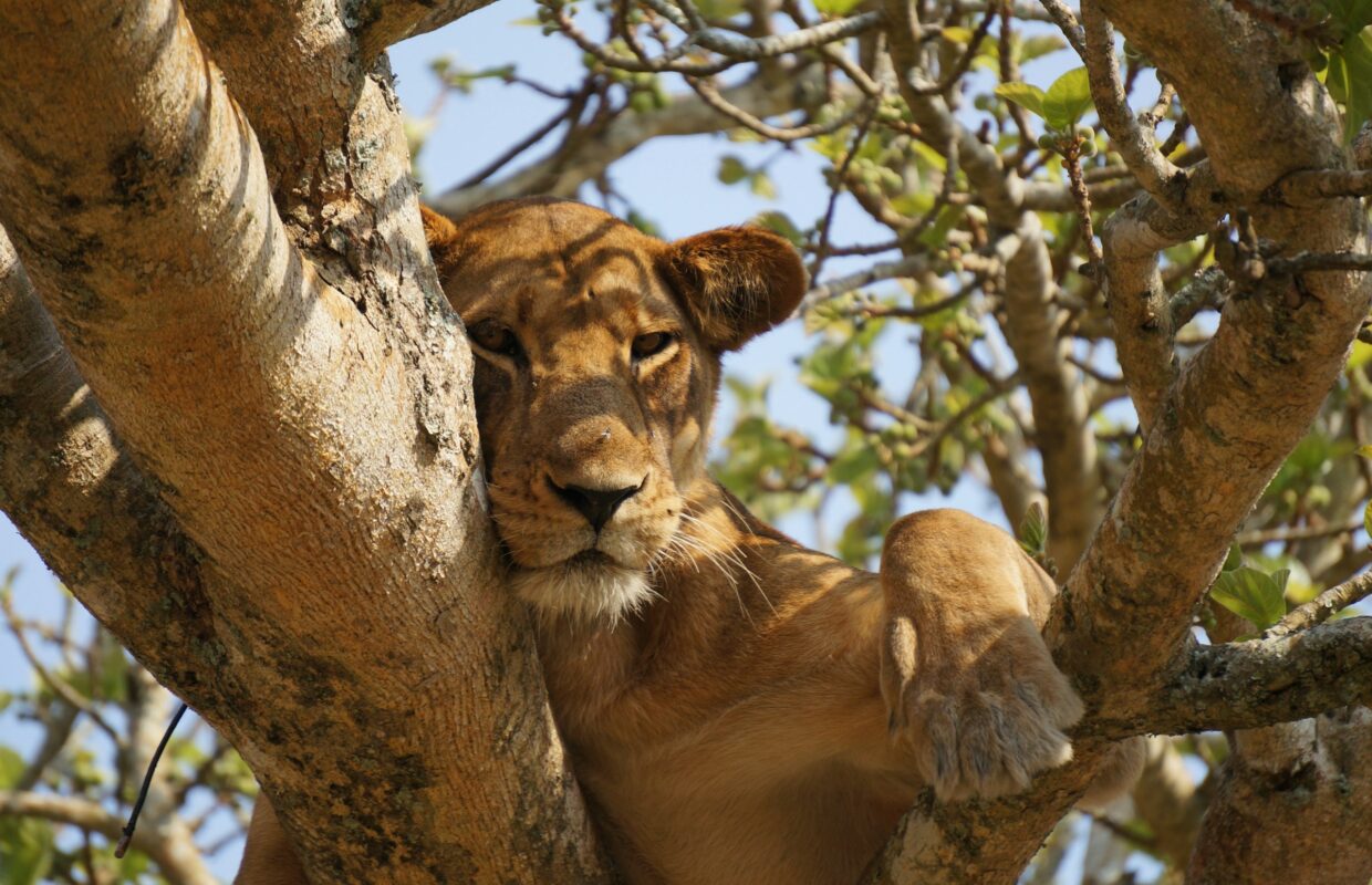 Queen Elizabeth National Game Park Uganda