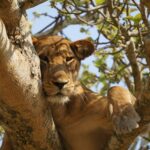Queen Elizabeth National Game Park Uganda