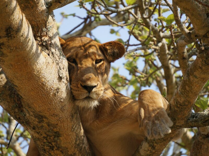 Queen Elizabeth National Game Park Uganda