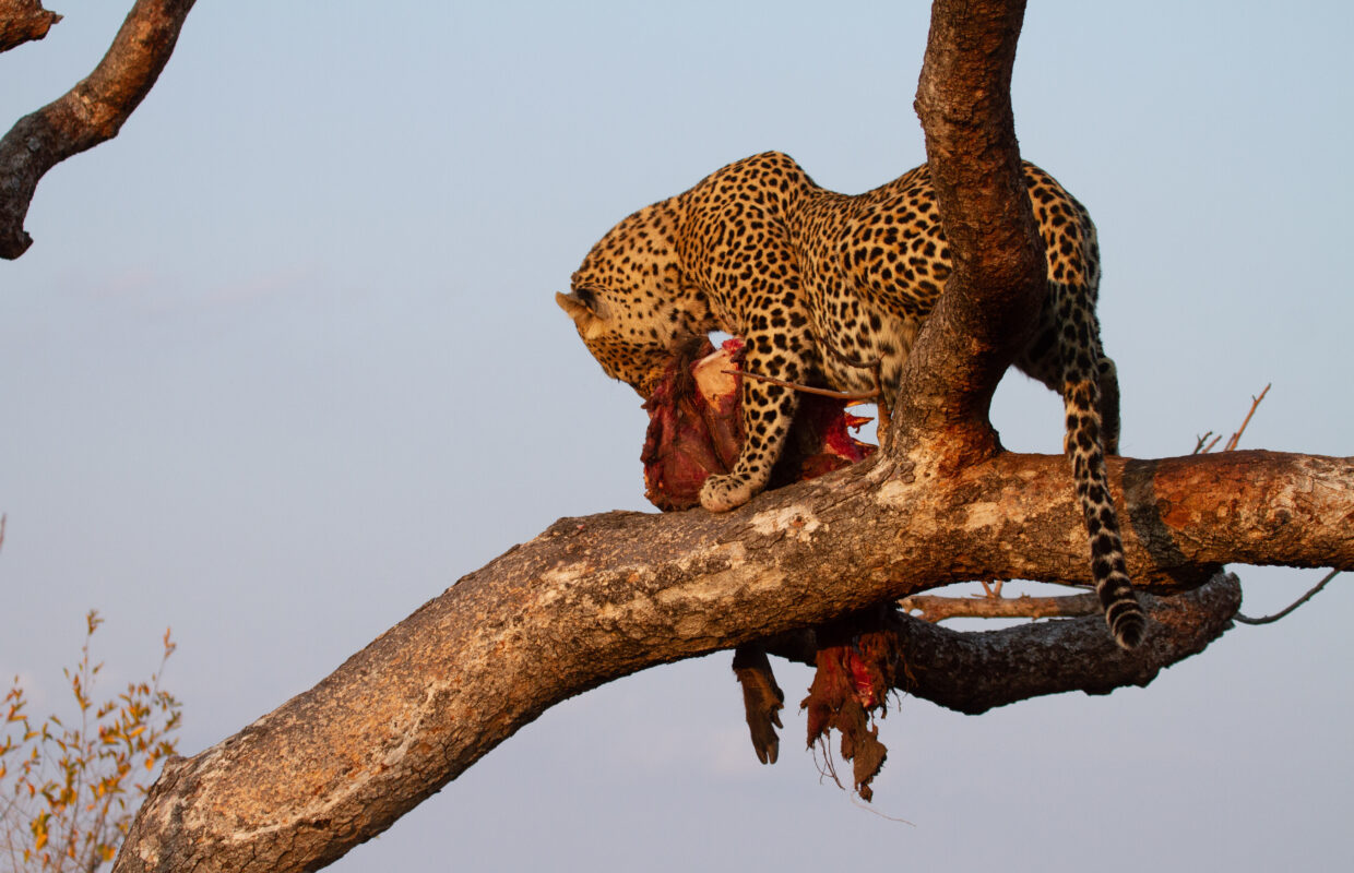 Understanding the Food Chain of Wildlife