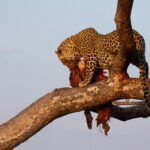 Understanding the Food Chain of Wildlife