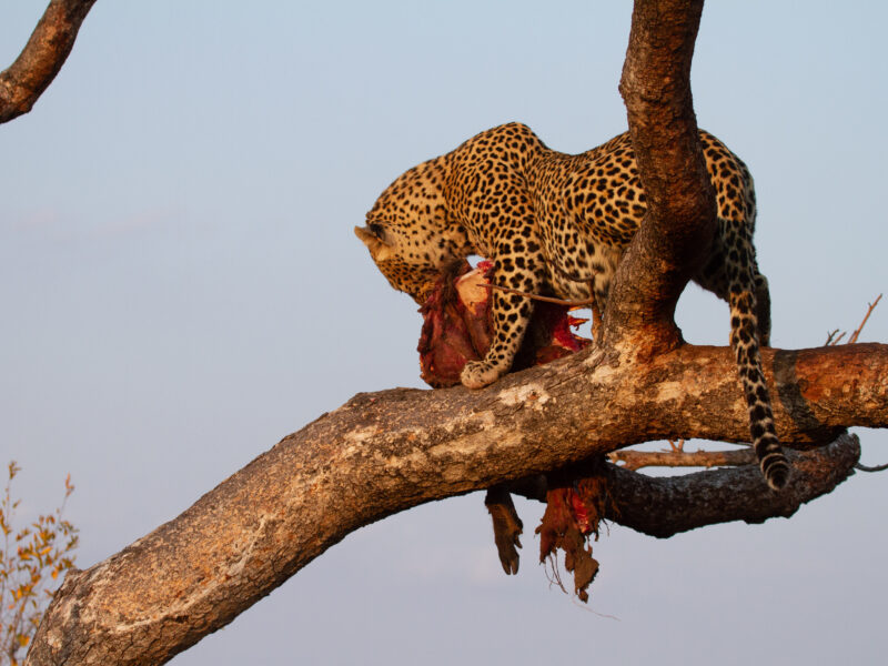 Understanding the Food Chain of Wildlife