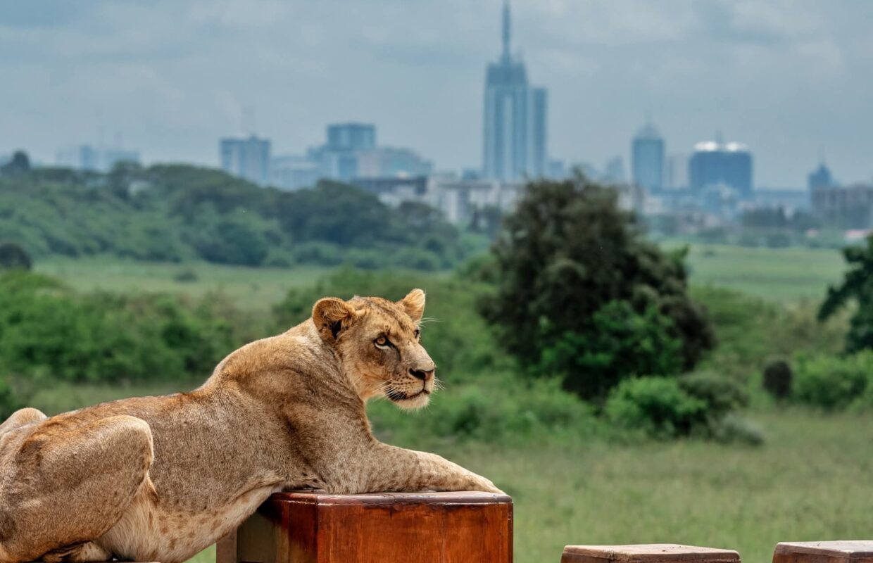 How to Interact with Wildlife Safely and Responsibly