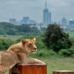 How to Interact with Wildlife Safely and Responsibly