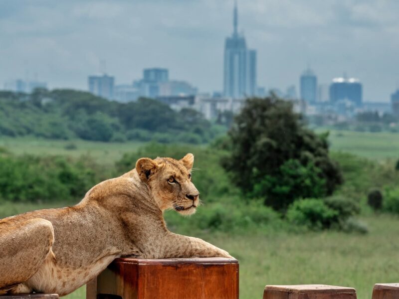 How to Interact with Wildlife Safely and Responsibly