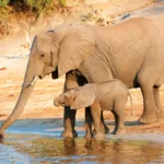 Amboseli National Park