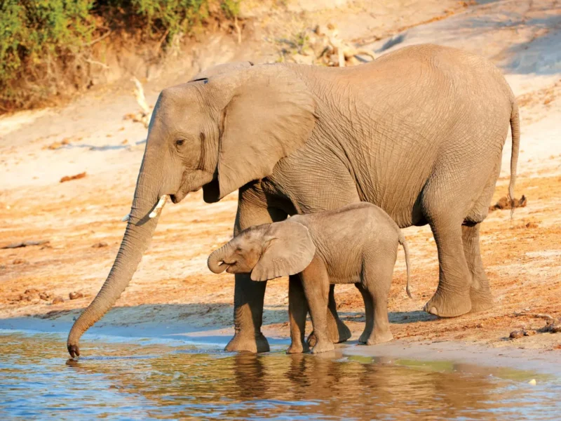Wildlife in Lake Manyara National Park