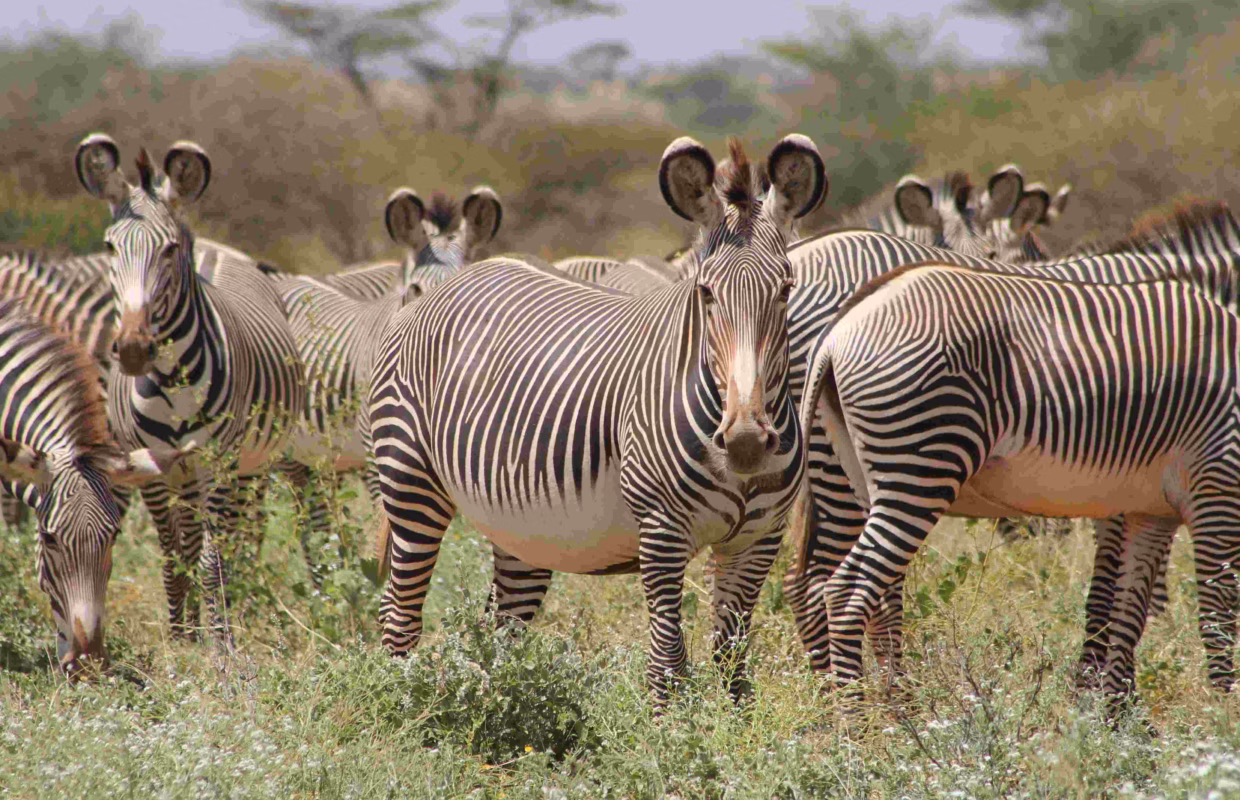 Bicycle Safari Among Zebras in Lake Mburo National Park