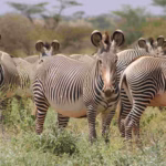Bicycle Safari Among Zebras in Lake Mburo National Park