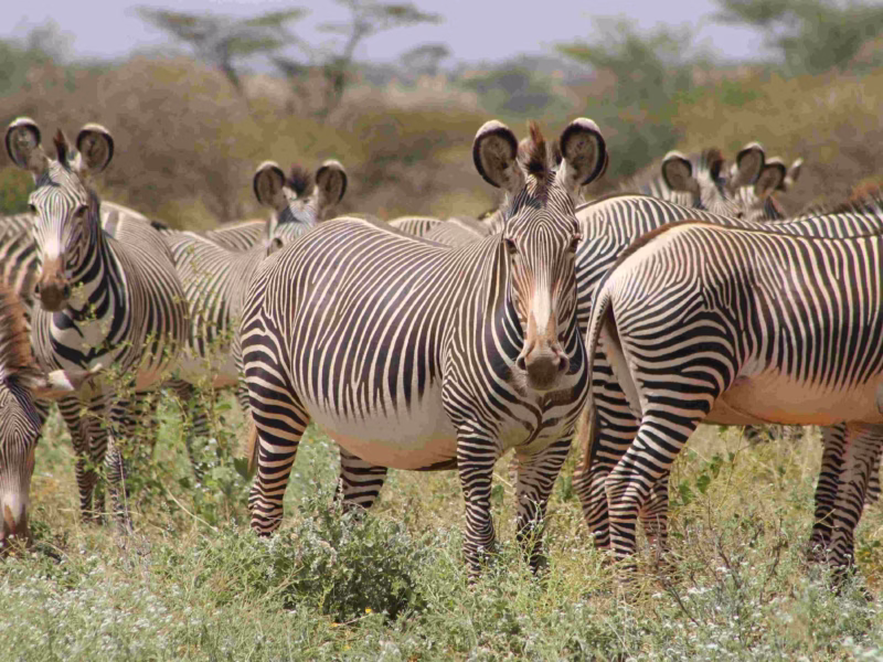 Bicycle Safari Among Zebras in Lake Mburo National Park