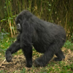 Gahinga Bamboo Zone in Mgahinga Gorilla National Park
