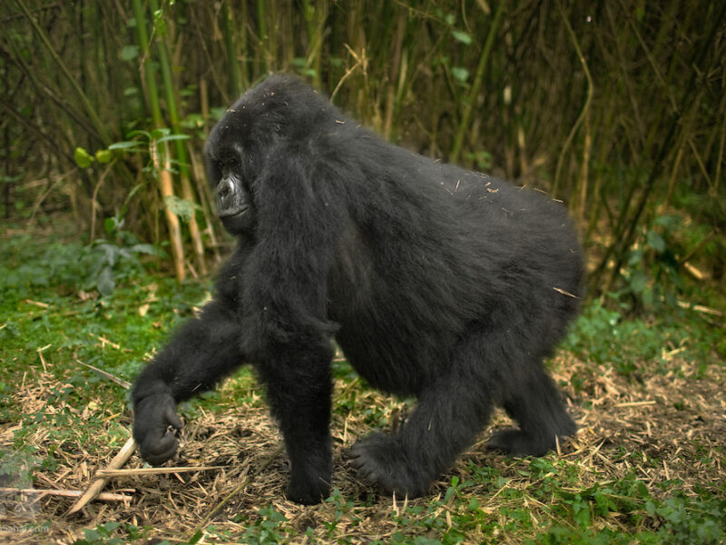 Gahinga Bamboo Zone in Mgahinga Gorilla National Park