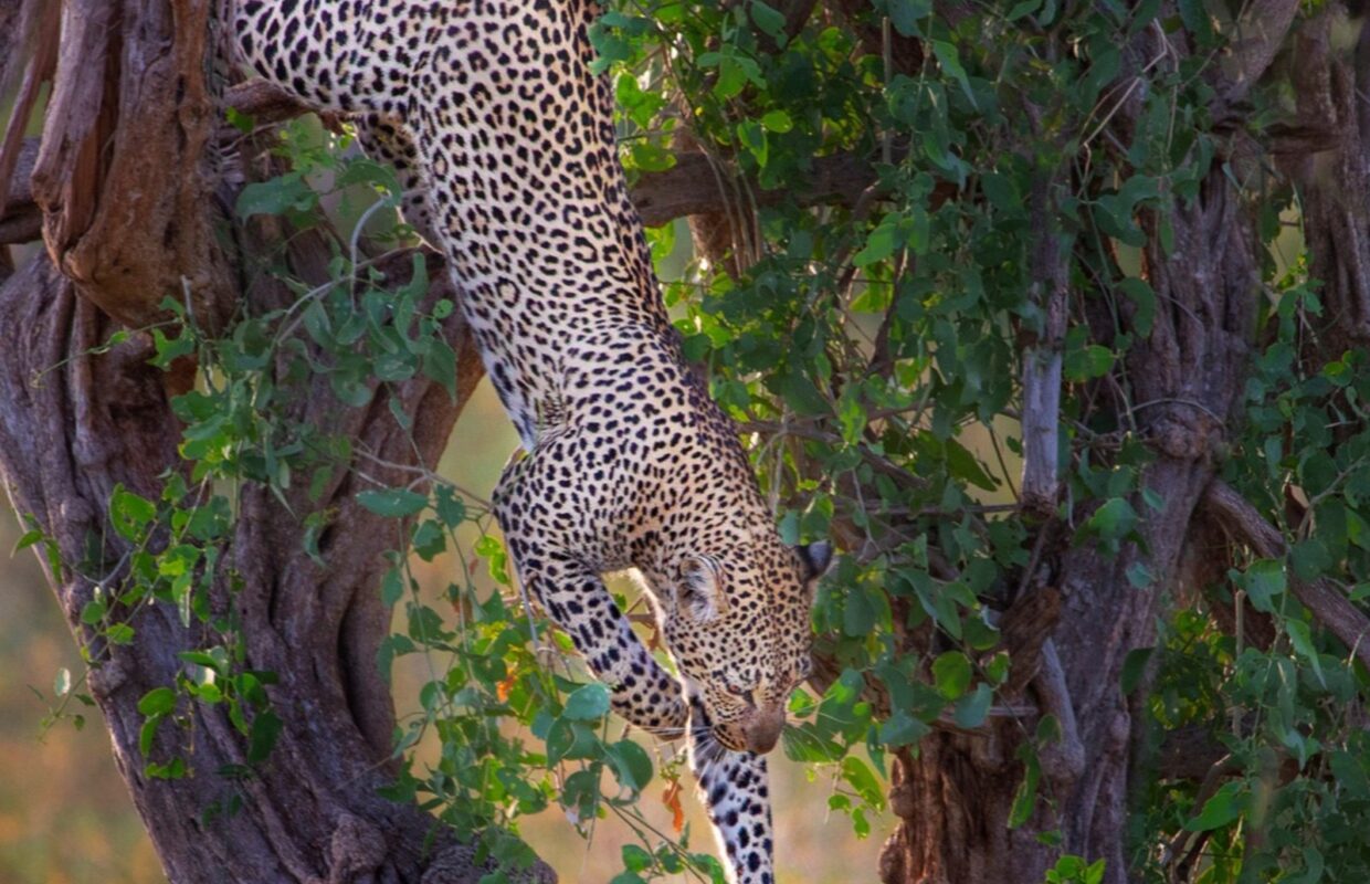 Cheetahs in Kidepo Valley National Park