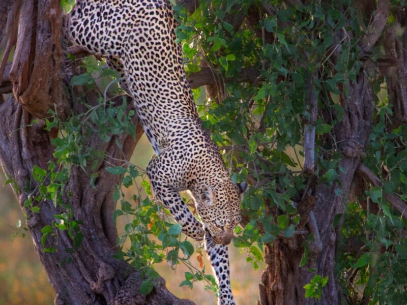 Cheetahs in Kidepo Valley National Park