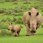 Rhino Tracking in Ziwa Rhino Sanctuary