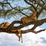 Culture in Queen Elizabeth National Park