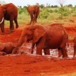 Cave Elephants on Mount Elgon 