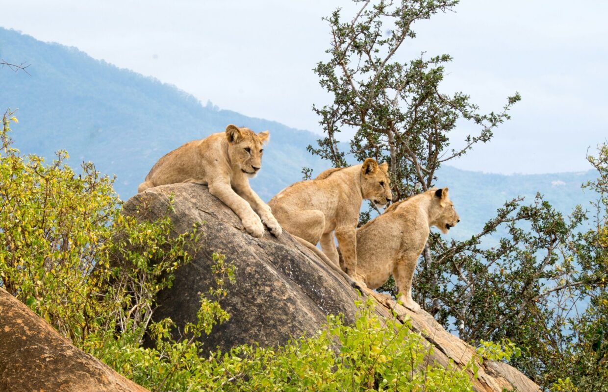 Wildlife in Queen Elizabeth National Park