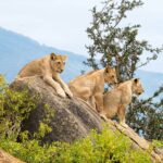Wildlife in Queen Elizabeth National Park