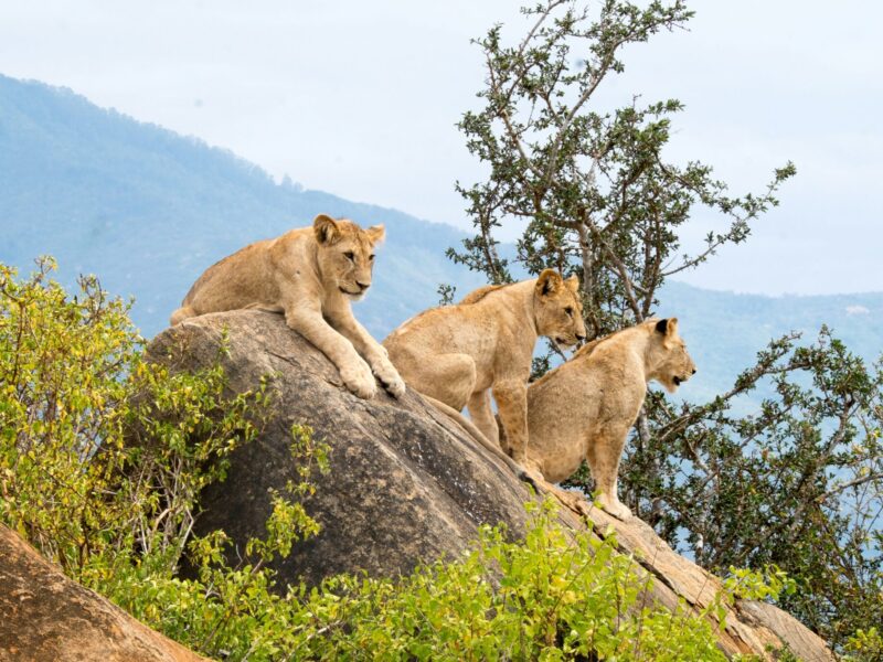 Wildlife in Queen Elizabeth National Park