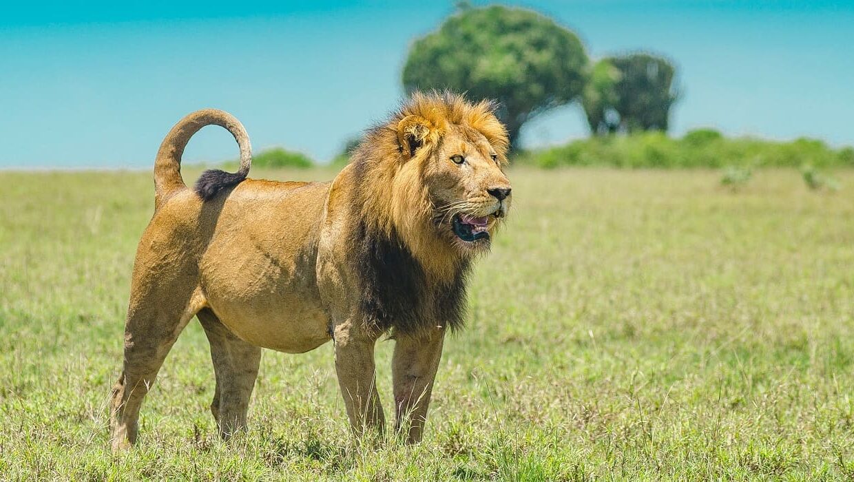 Lion Pride in Akagera National Park