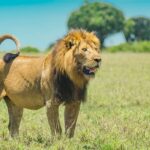 Lion Pride in Akagera National Park