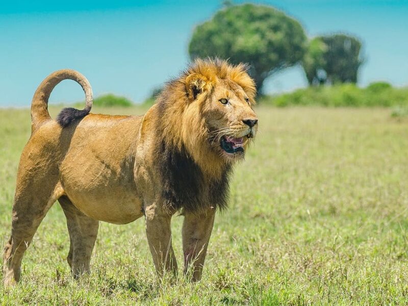 Lion Pride in Akagera National Park