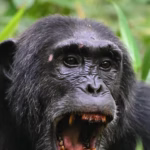 Chimp Morning Chorus in Kibale National Park