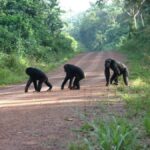 CULTURE IN KIBALE NATIONAL PARK