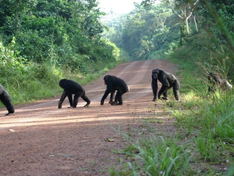 CULTURE IN KIBALE NATIONAL PARK