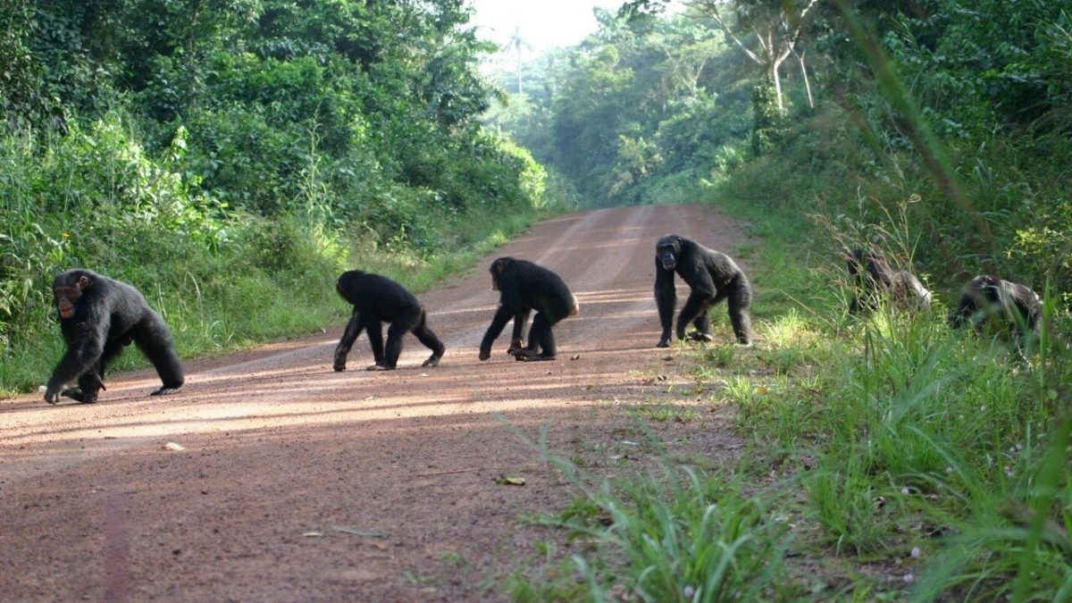 CULTURE IN KIBALE NATIONAL PARK