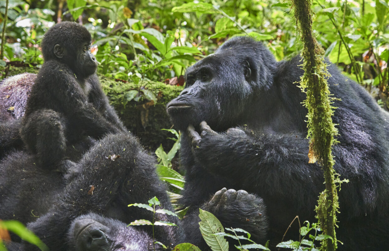 Double Gorilla Trekking in Bwindi