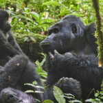 Double Gorilla Trekking in Bwindi