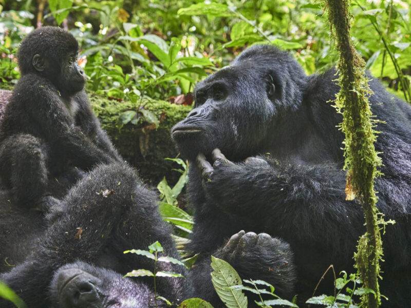 Double Gorilla Trekking in Bwindi