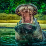 Central African Species in Semuliki National Park