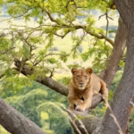 Queen Elizabeth National Game Park Uganda