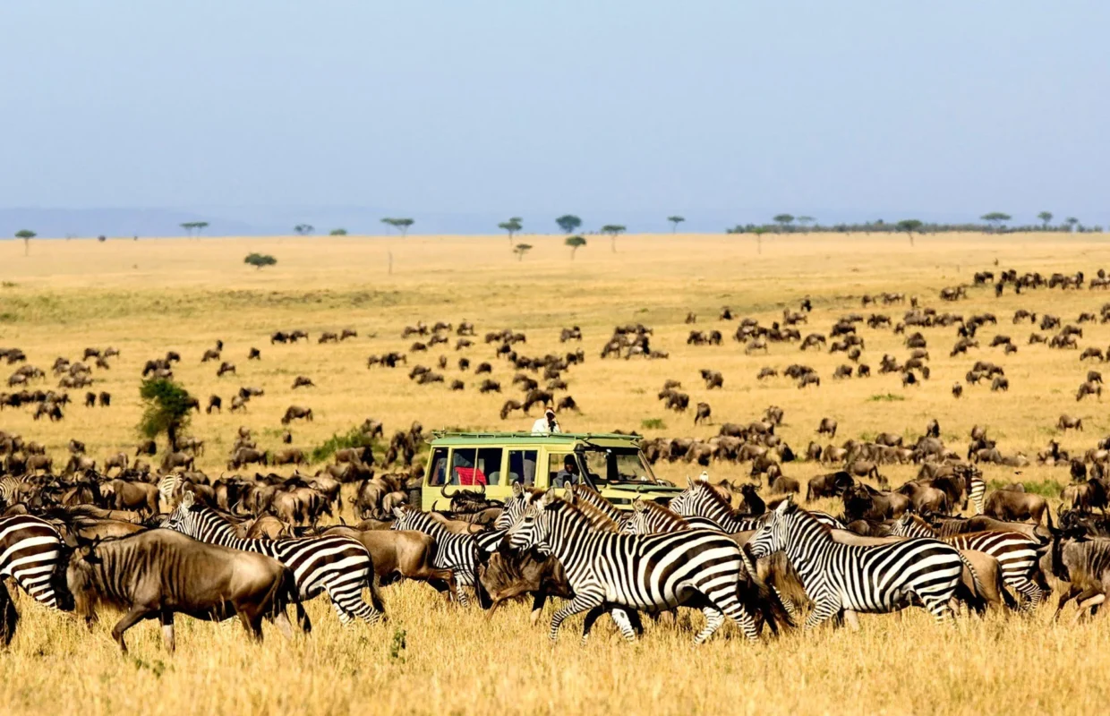 Zebra Migration in Lake Mburo National Park