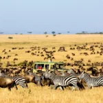 Zebra Migration in Lake Mburo National Park