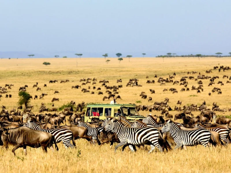 Zebra Migration in Lake Mburo National Park