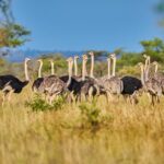 Ostrich Sighting in Kidepo Valley National Park
