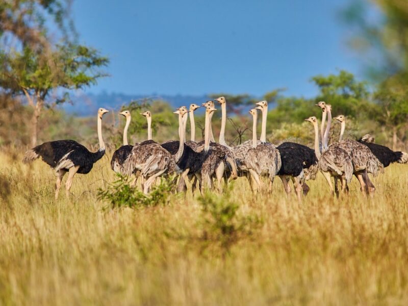 Ostrich Sighting in Kidepo Valley National Park