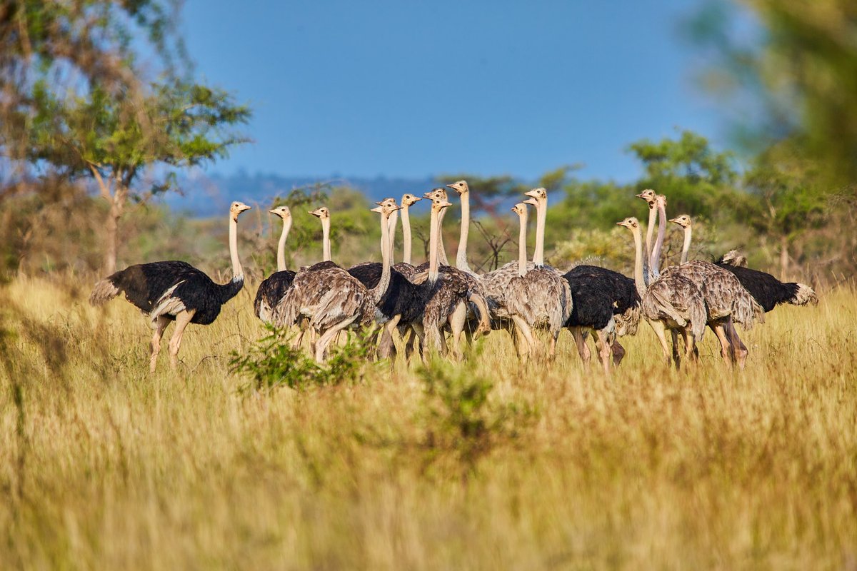 Ostrich Sighting in Kidepo Valley National Park