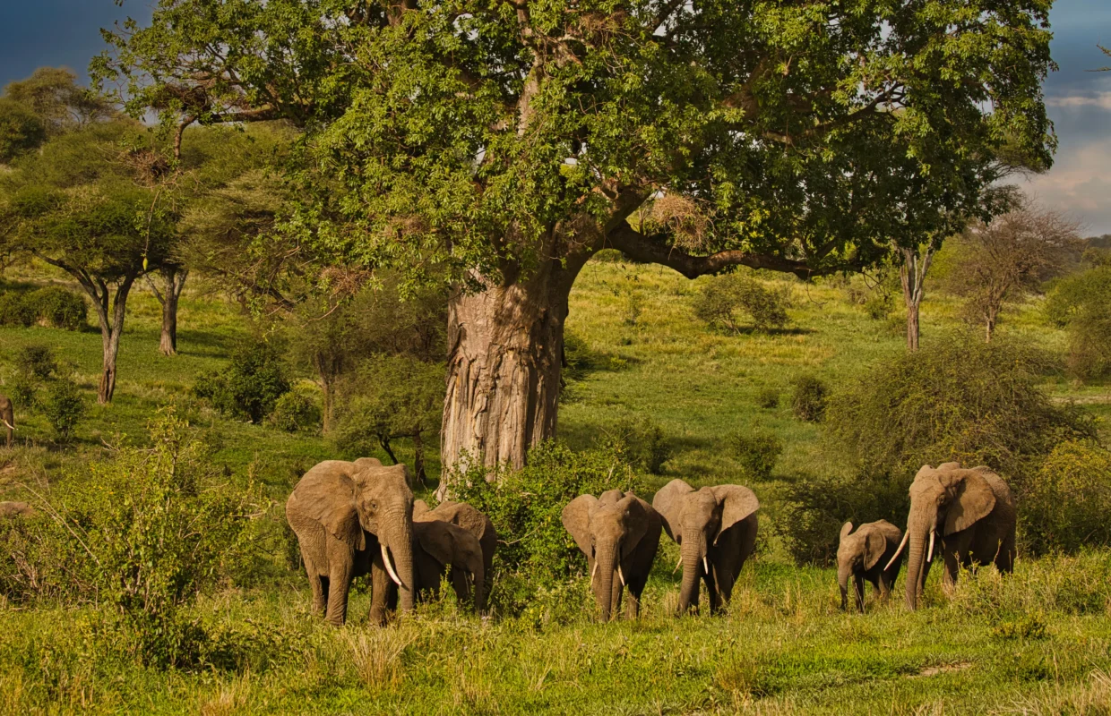 The Big Five in Uganda