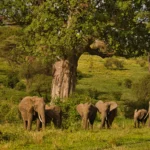 The Big Five in Uganda