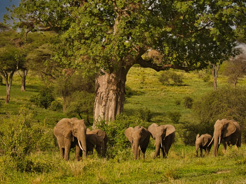 The Big Five in Uganda