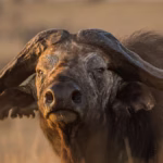 Kidepo Valley National Park