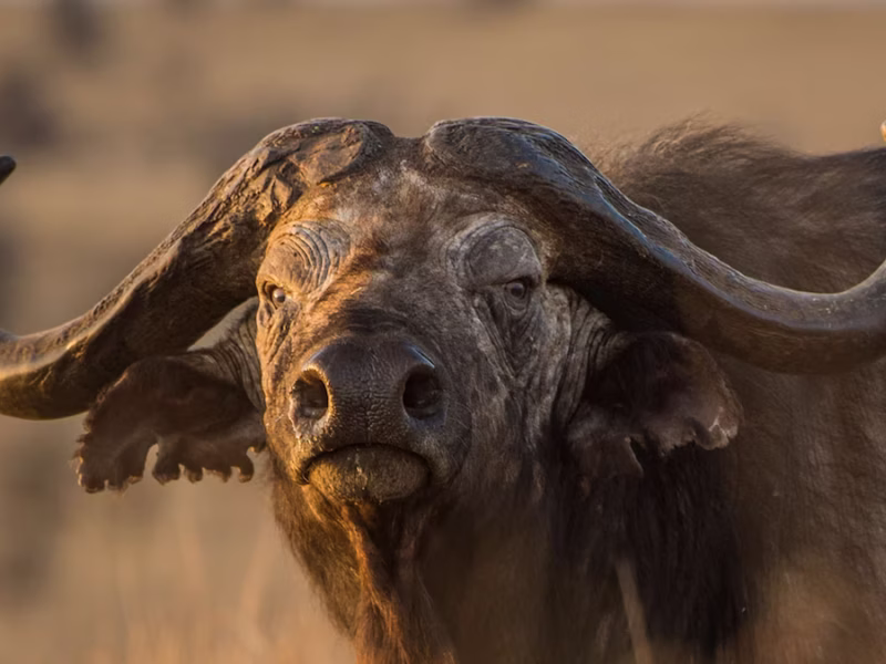 Kidepo Valley National Park